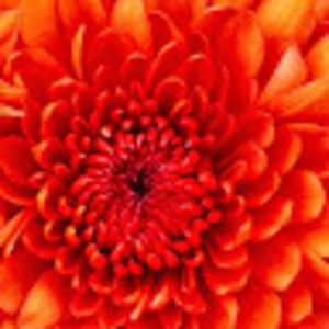 Meet your Posher, Ayne wallace